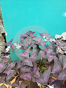 This ornamental plant has leaves that resemble butterflies and flowers that are quite beautiful photo