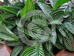 Ornamental plant have green leaves with white strips