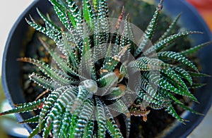Ornamental Plant Haworthia Attenuata With Pointed And Patterned Leaves