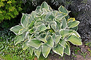 Ornamental plant hosta funkia, cultivar  `Francee` grows in the park photo