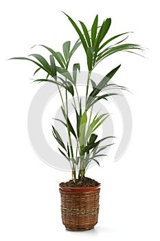 Ornamental Plant kentia