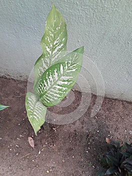 Ornamental plant large leaves patched