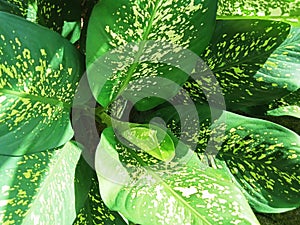 An ornamental plant with the Latin name Dieffenbachia or in Indonesian Sri Rejeki