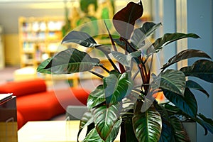 Ornamental plant in the National Library of Latvia