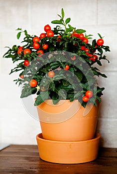 Ornamental plant of the nightshade family in a pot
