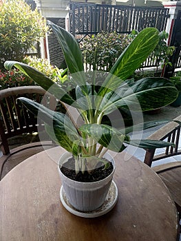 This ornamental plant is one of the sources of natural decoration and makes the air in the house or becomes fresher.