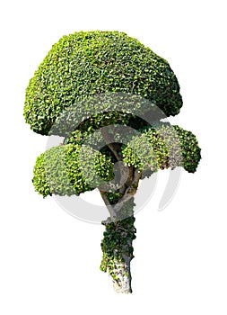 Ornamental plant oval shape, garden tree dicut isolated on white background