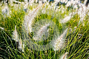 ornamental plant Pennisetum