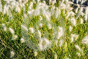 ornamental plant Pennisetum