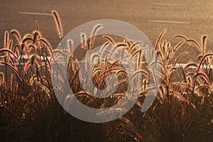 Ornamental plant of Pennisetum Alopecuroides Hameln or Chinese fountain grass, near the road.It is a species of perennial grass in