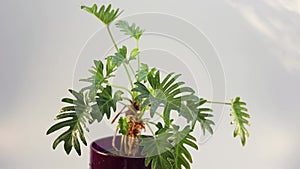 Ornamental plant philodendron split-leaf xanadu closeup