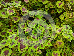 Ornamental plant portrait Coleus Coleus scutellarioides