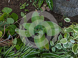 Ornamental plant in a pot with green leaves