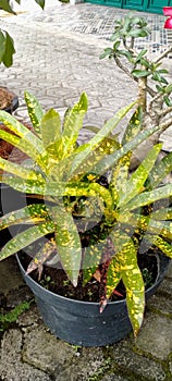 ornamental plant puring in front of the house