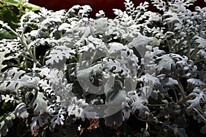 ornamental plant with silvery soft leaves - ashy cineraria (lat.cineraria