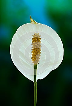 Ornamental plant Spathiphyllum wallisii. Commonly known as peace lily