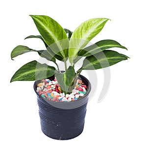 Ornamental plant to cultivate on white background.