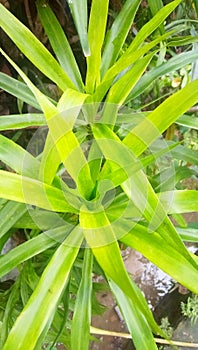 Ornamental plant with wet leaves after rain