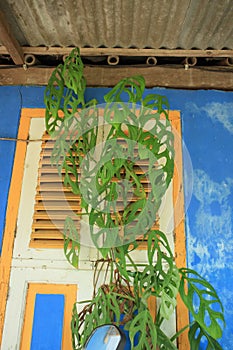 Ornamental plant which has the name Monstera Esqueleto which is planted hanging near a window of a white and blue house photo
