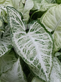 ornamental plant with white and green leaves