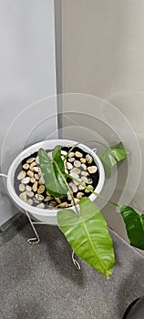 Ornamental plant in a white pot with a marble base