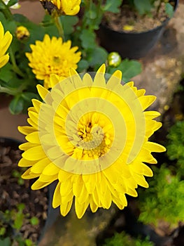 The ornamental plant yellow aster