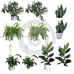 Ornamental plants