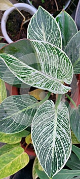 Ornamental plants aroid lovers philodendron birkin