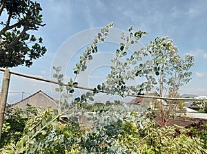 ornamental plants with a bright blue sky background