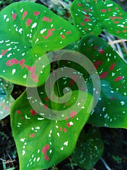 Ornamental plants with colored taro leaves grow thickly photo