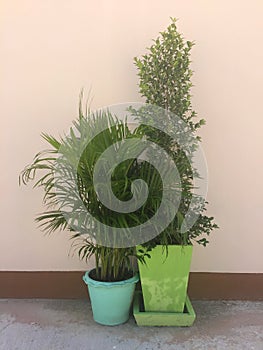 Ornamental plants decorated outside the house wall