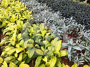 Ornamental plants with different colors