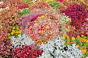 Ornamental plants on a flower bed in the garden