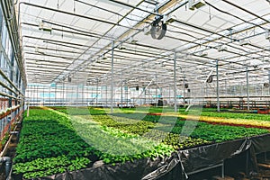 Ornamental plants and flowers grow for gardening in modern hydroponic greenhouse nursery or glasshouse, industrial horticulture