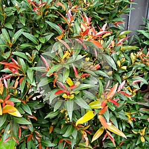 ornamental plants in the garden with the type name Syzygium australe photo