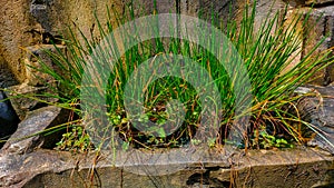 Ornamental plants grown in pots made of cement with a brown pot color