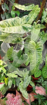 Ornamental plants indoorplant philodendron paraisoverde photo