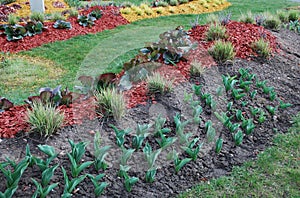 Ornamental plants for landscaping.