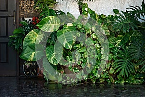 Ornamental plants near the entrance door of a private house