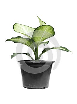 Ornamental plants are planted in pots against an isolataed on white background