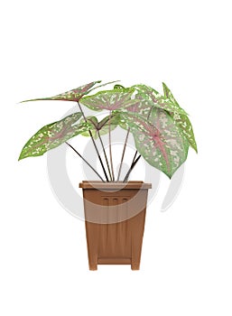 Ornamental plants are planted in pots against an isolataed on white background