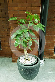 ornamental plants and pots in front of the house