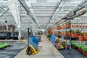 Ornamental plants, shrubs and flowers grown in modern hydroponic greenhouse for sell in flower market