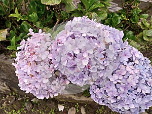 ornamental plants similar to Kembang Bokor or Hydrangea macrophylla are purple in color and bloom simultaneously