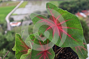 Ornamental plants with taro leaves in the yard of the house.