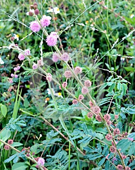 Ornamental plants to beautify the yard photo