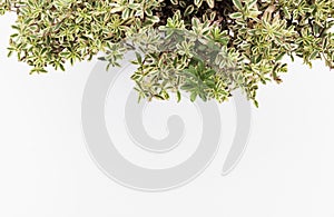 Ornamental plants on white background with copy space