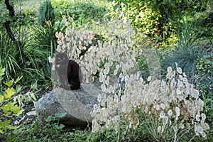 Ornamental pods of lunaria in the garden