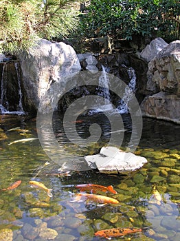 Ornamental Pond