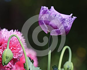 Ornamental poppy, Hertfordshire,  England photo